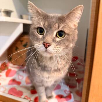 Fluffy -  Domestic Short Hair Cat for Adoption in Saint Charles, Missouri - Fluffy | PetCurious
