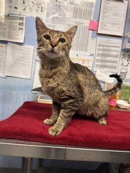 Mr. Handsome -  Domestic Short Hair Cat for Adoption in Roseville, California - Mr. Handsome | PetCurious
