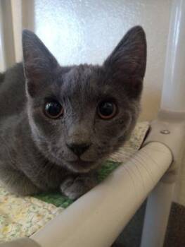 Domestic Short Hair Cats Available for Adoption - Ottoman | PetCurious