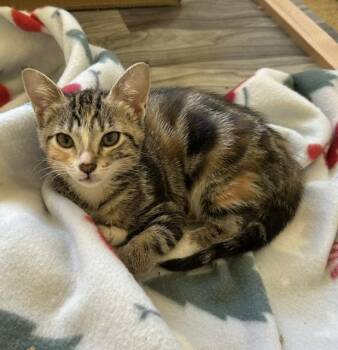 Anne -  Domestic Short Hair Cat for Adoption in Portland, Oregon - Anne | PetCurious