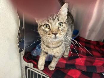 Pancake - Light Gray Tabby in foster care -  Domestic Short Hair Cat for Adoption in Mitchell, South Dakota - Pancake - Light Gray Tabby In Foster Care | PetCurious