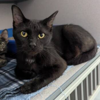 Violet -  Domestic Short Hair Cat for Adoption in Evansville, Indiana - Violet | PetCurious