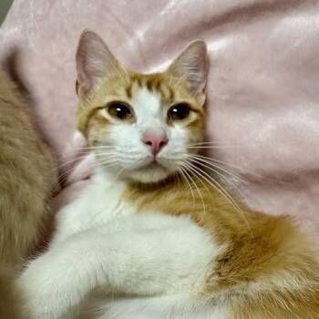 Sahara -  Domestic Short Hair Cat for Adoption in Fort Collins, Colorado - Sahara | PetCurious