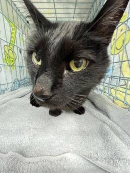 Domestic Short Hair Cats Available for Adoption in Gainesville, Florida - Marbles | PetCurious