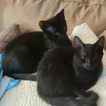 Rescue Domestic Short Hair Cats for Adoption in Stamford, Connecticut - Crosby & Stills: Superstar Kittens | PetCurious