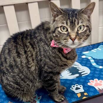 Mabel -  Domestic Short Hair Cat for Adoption in Lakeland, Florida - Mabel | PetCurious