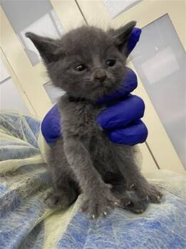 Domestic Short Hair Cats Available for Adoption in Dallas, Texas - WINDY | PetCurious