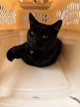 Spooky -  Domestic Short Hair Cat for Adoption in Bowling Green, Kentucky - Spooky | PetCurious
