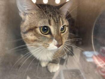 Domestic Short Hair Cats Available for Adoption in New York, New York - Buddy | PetCurious