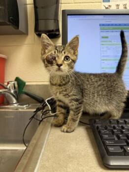Chester -  Domestic Short Hair Cat for Adoption in Westland, Michigan - Chester | PetCurious