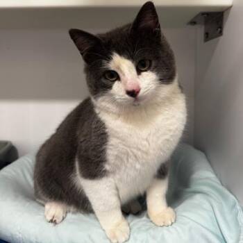 Domestic Short Hair Cats Available for Adoption - Digby | PetCurious