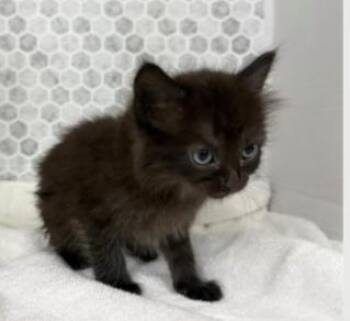 Domestic Short Hair Cats Available for Adoption in Largo, Florida - Vivian | PetCurious