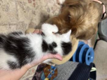 Jewel -  American Shorthair Cat for Adoption in Randolph, Alabama - Jewel | PetCurious