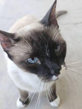 Marshmallow -  Applehead Siamese and Snowshoe Cat for Adoption in Mission Viejo, California - Marshmallow | PetCurious