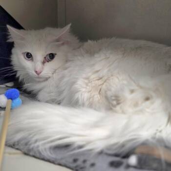 Domestic Long Hair Cats Available for Adoption - JACKFRUIT | PetCurious