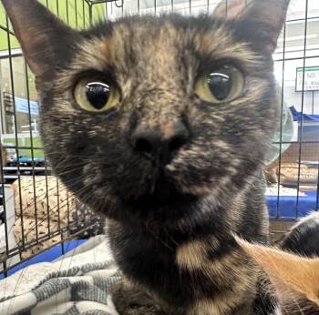 Domestic Short Hair Cats Available for Adoption in Powdersville, South Carolina - Raisin Bran | PetCurious