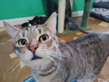 Rescue Domestic Short Hair Cats for Adoption in Beulaville, North Carolina - Cookie | PetCurious