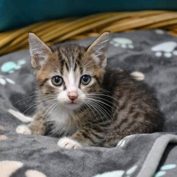 Cade -  Domestic Short Hair Cat Available for Adoption in Beaumont, Texas - Cade | PetCurious