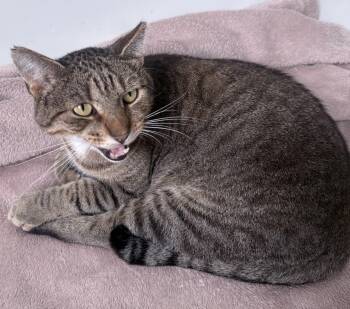 Tom Brady -  Domestic Short Hair Cat for Adoption in Berkeley Springs, West Virginia - Tom Brady | PetCurious