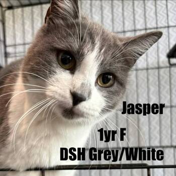 Domestic Short Hair Cats Available for Adoption in Washington, District Of Columbia - Jasper | PetCurious