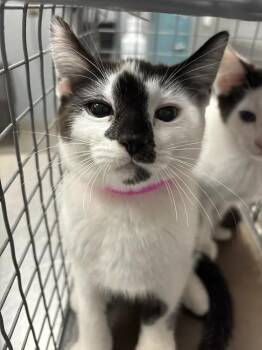 SUZY -  Domestic Short Hair Cat for Adoption in Las Vegas, Nevada - SUZY | PetCurious