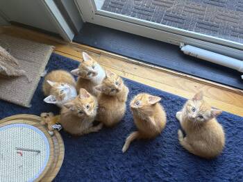 Party of Six kittens -  Domestic Short Hair Cat for Adoption in Melrose, Massachusetts - Party Of Six Kittens | PetCurious