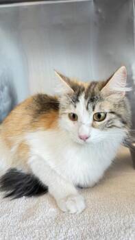 Domestic Short Hair Cats Available for Adoption in El Paso, Texas - Momma | PetCurious