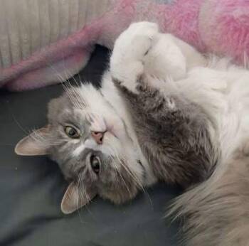 MIss Spaghetti (URGENT) -  Domestic Long Hair Cat for Adoption - MIss Spaghetti (URGENT) | PetCurious
