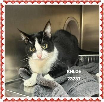 KHLOE -  Domestic Short Hair Cat for Adoption in Marietta, Georgia - KHLOE | PetCurious