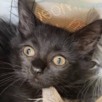 Marsala -  Domestic Long Hair Cat for Adoption in Gainesville, Florida - Marsala | PetCurious
