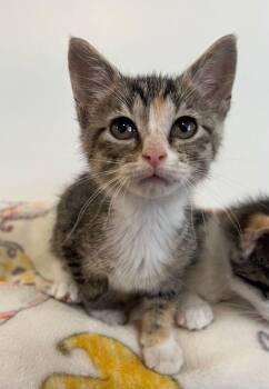 Domestic Short Hair Cats Available for Adoption in Mcpherson, Kansas - Daffy | PetCurious