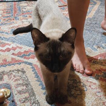 Cocoa -  Siamese Cat for Adoption in Blue Earth, Minnesota - Cocoa | PetCurious