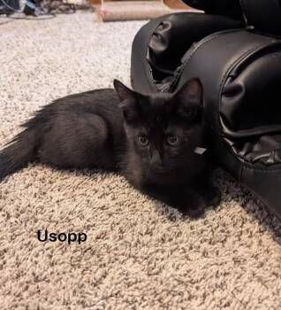 Usopp -  Domestic Short Hair Cat for Adoption in Redondo Beach, California - Usopp | PetCurious