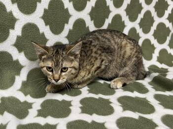 Domestic Short Hair Cats Available for Adoption - April  | PetCurious