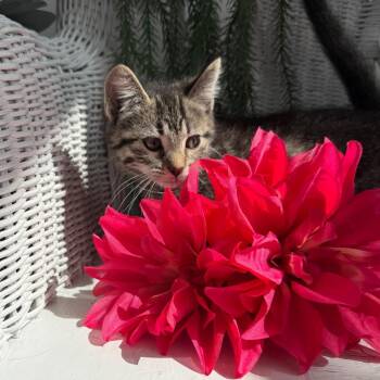Purrista 56473 -  Domestic Short Hair Cat for Adoption in Eaton Rapids, Michigan - Purrista 56473 | PetCurious