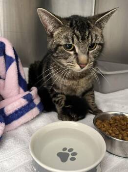 TUCKER* -  Domestic Short Hair Cat for Adoption in Santa Cruz, California - TUCKER* | PetCurious