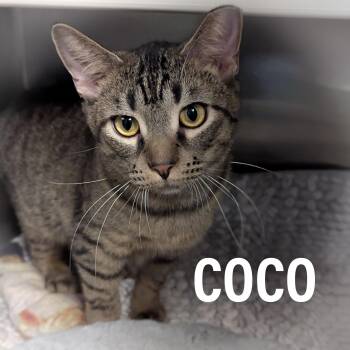Rescue Domestic Short Hair and Tiger Cats for Adoption in Griffith, Indiana - COCO | PetCurious