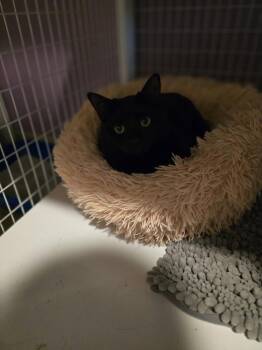 Domestic Short Hair Cats Available for Adoption - Wendy | PetCurious