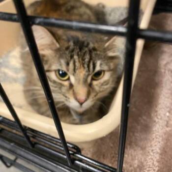 Domestic Medium Hair Cats Available for Adoption - Erica | PetCurious