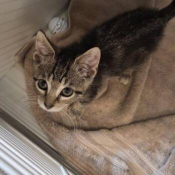 Fish* -  Domestic Short Hair Cat for Adoption in Voorhees Township, New Jersey - Fish* | PetCurious