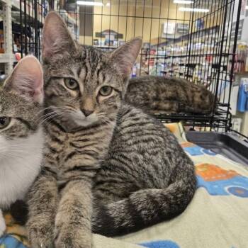 Willie -  Domestic Short Hair Cat for Adoption in Cincinnati, Ohio - Willie | PetCurious
