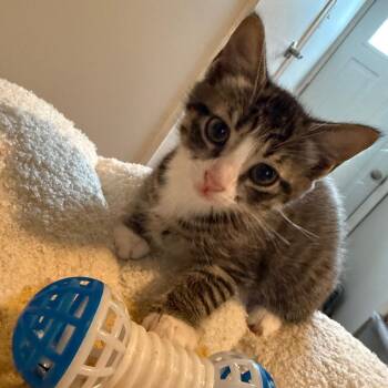 Oyster -  Domestic Short Hair Cat for Adoption in York, Pennsylvania - Oyster | PetCurious