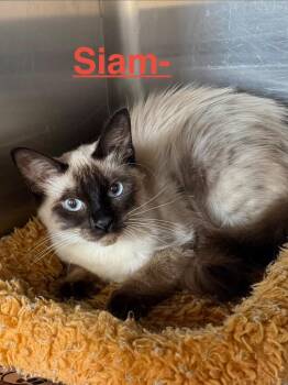 Siam 26 -  Siamese Cat for Adoption in Brookhaven, Mississippi - Siam 26 | PetCurious
