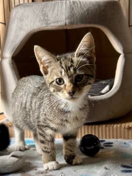 Rescue Domestic Short Hair Cats for Adoption in Pomona, New York - Yuki | PetCurious