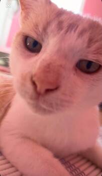 Oscar -  Domestic Short Hair Cat for Adoption in Spencerville, Ontario - Oscar | PetCurious