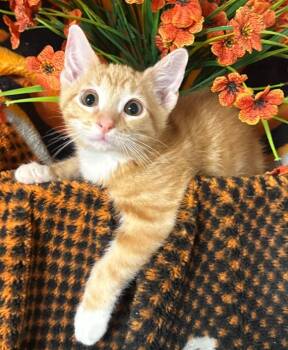 3/26/26 Alex -  Domestic Short Hair Cat for Adoption in Stillwater, Oklahoma - 3/26/26 Alex | PetCurious