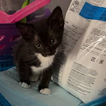 Lago -  Domestic Short Hair Cat for Adoption in Tustin, California - Lago | PetCurious