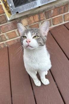 Frederico -  Domestic Medium Hair and Domestic Short Hair Cat for Adoption in West Chester, Pennsylvania - Frederico | PetCurious