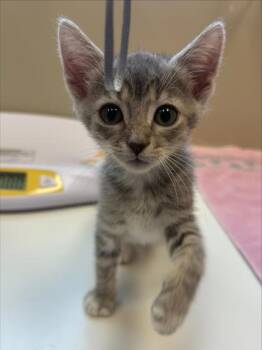 Freddie -  Domestic Short Hair Cat for Adoption in Fishers, Indiana - Freddie | PetCurious