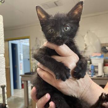 Purrloin -  Domestic Medium Hair Cat for Adoption in Eureka Springs, Arkansas - Purrloin | PetCurious
